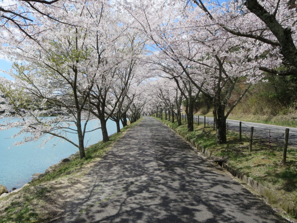 羽高湖森林公園