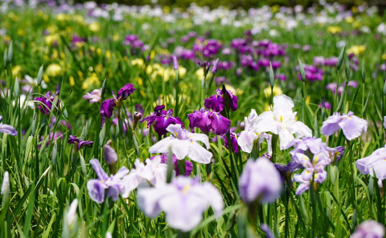 矢野温泉公園四季の里
