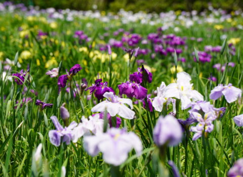 矢野温泉公園四季の里