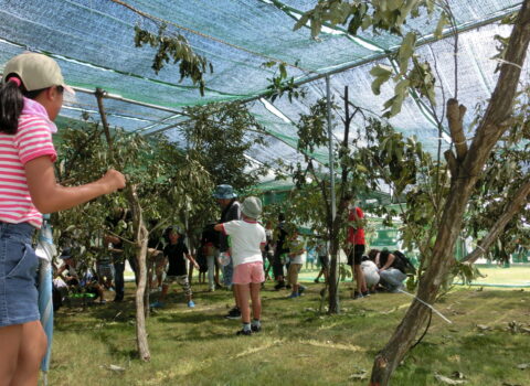 カブト採集体験