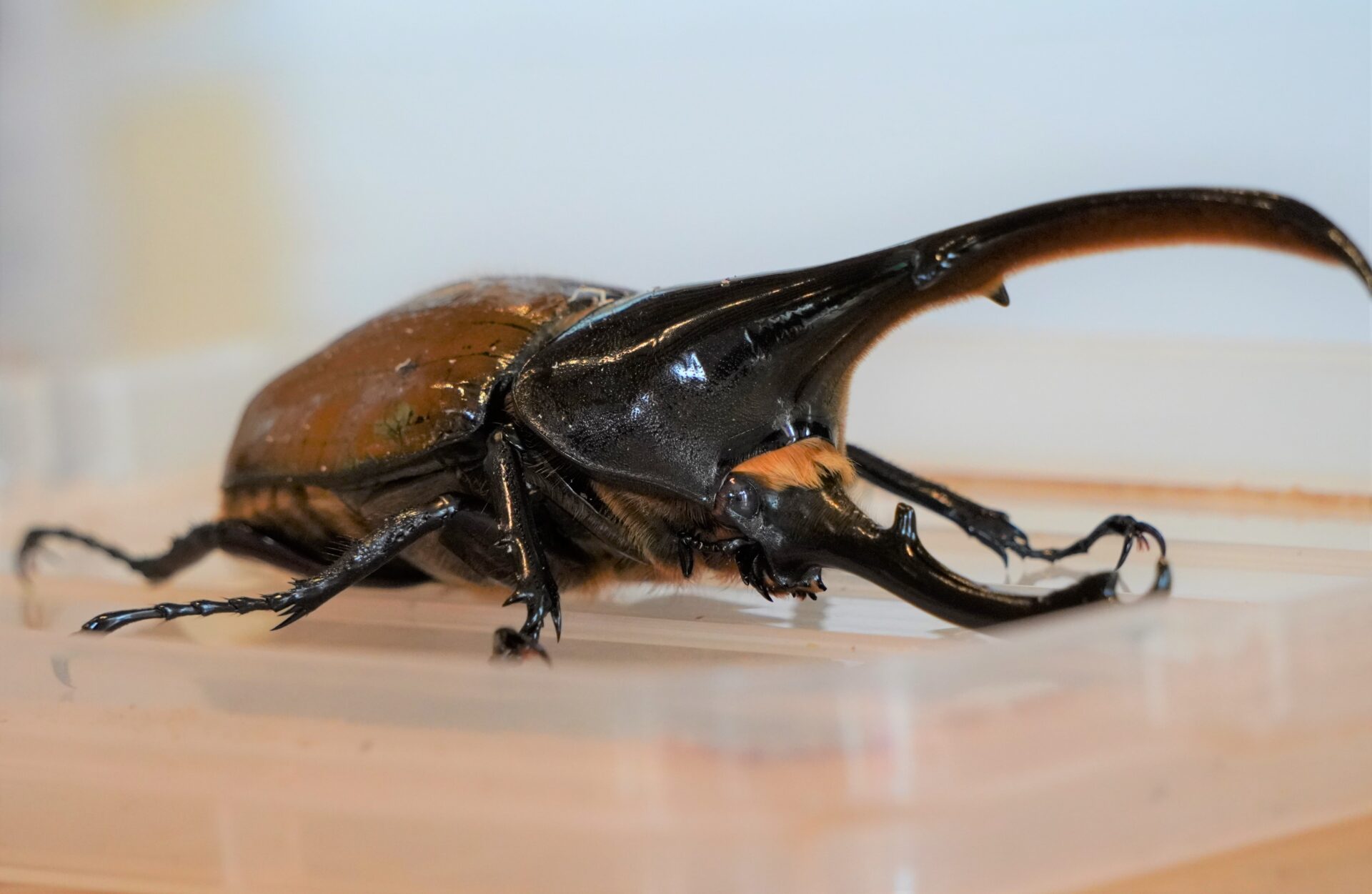 StagBeetle カブトムシ・クワガタムシ | 府中市観光協会 FUN！FAN！FUCHU !!